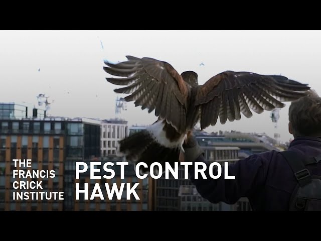 The Francis Crick Institute's Weekly Pest Control Hawk