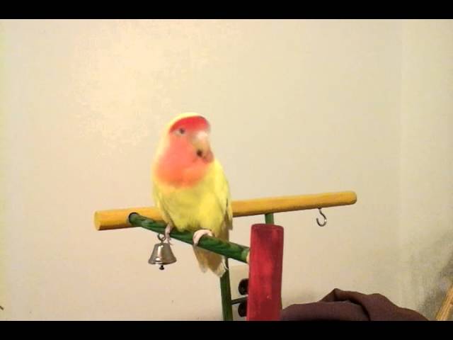 Lovely the Lovebird Chirping on Command.