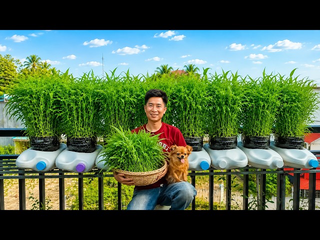 Don't Throw Away Plastic Bottles! Grow Water Spinach This Way for Easy Harvests