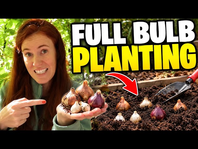Planting Spring Bulbs? Do THIS Before You Bury Them