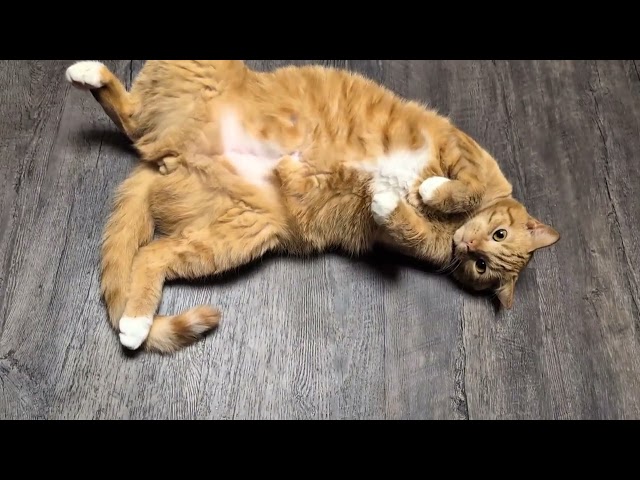 Собачья доля😹