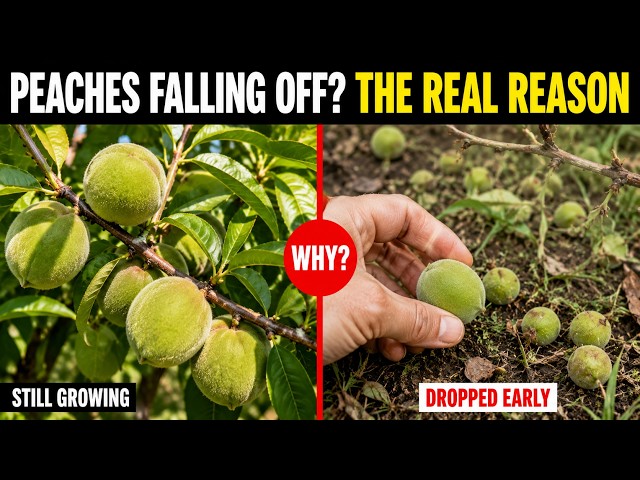 Why Your Peaches Are Falling Off Before They Ripen (The Real Reason)