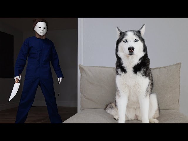 Husky Pranked By Michael Meyers!