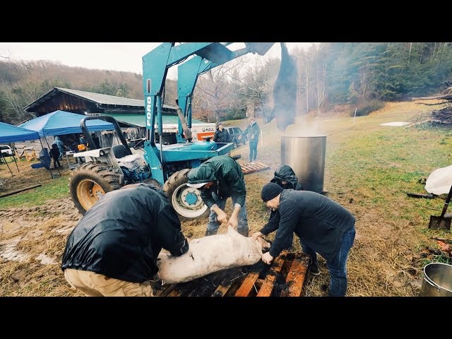 Butchering Pigs ~ 10 Steps from Alive to Our Bellies