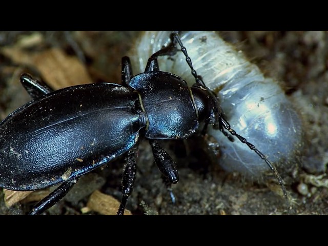 THE BRUTAL WORLD OF INSECTS 🔬 Micro World Wildlife Special
