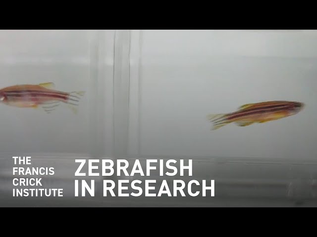 Fish in Research