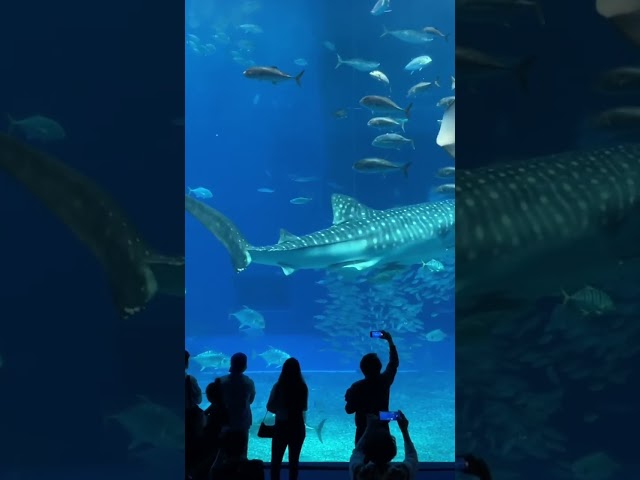 超夢幻的沖繩美麗海水族館🐬🐳🦞 拍了片和大家分享@十分鐘去旅行￼￼🥰不日上映