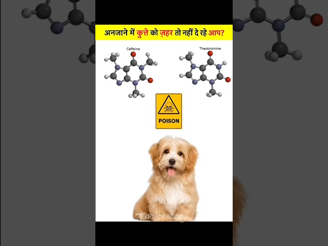 ज़हर दे रहे हैं आप? 😱🐶 #didyouknow #amazingfacts #facts #youtubeshorts #viralvideo #factomancy #fyp