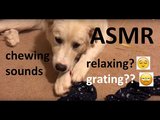 ASMR | Dog Chewing Rawhide