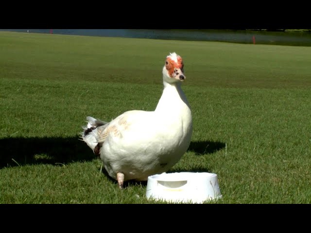 Inside the Secret Lives of Pets - Surprising Animal Stories Revealed