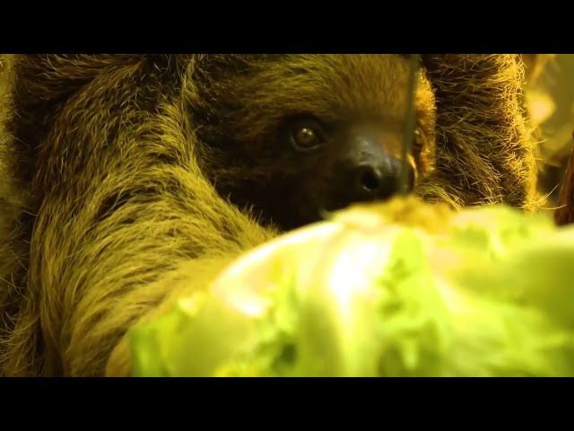 "Chuckle Critters: The Side-Splitting Stories of Sloths"
