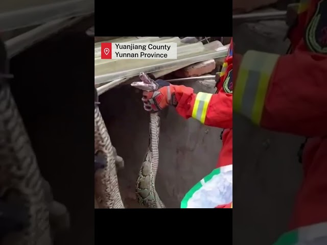 Giant Burmese python caught in duck coop in Yunnan village