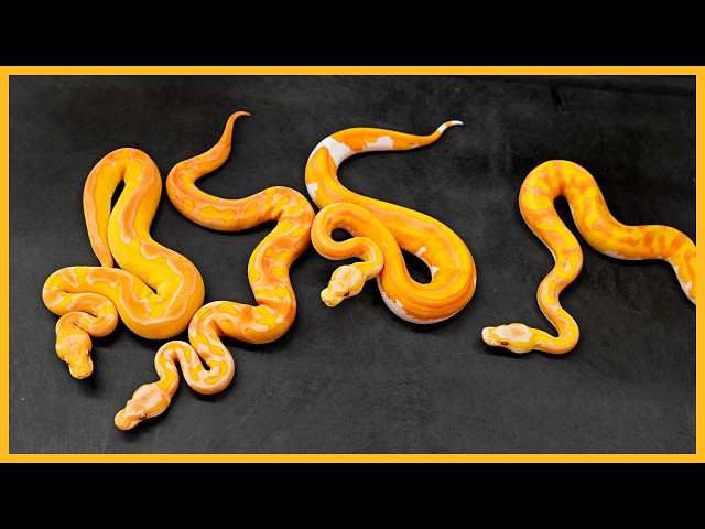 The SECRET Projects At Our Second Ball Python Facility!