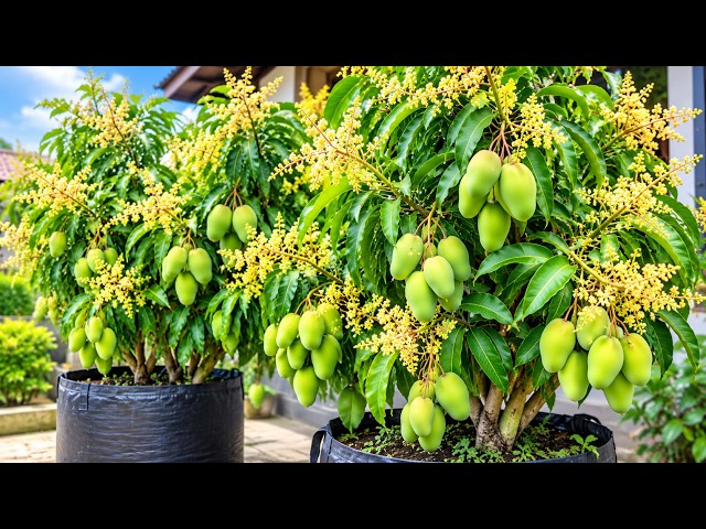 🌱 How to Propagate Mango Tree from Cuttings | Easy Mango Growing Method #livestream #live
