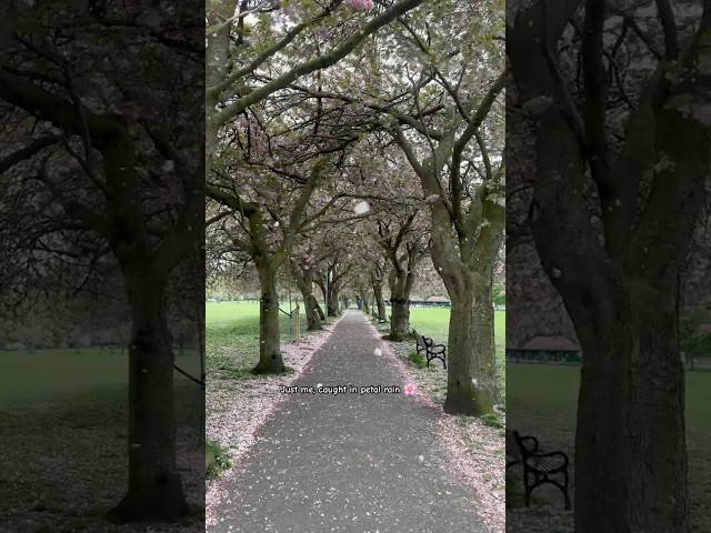 📍Edinburgh, Scotland | A little moment of petal rain. #shorts #viral #travel #spring