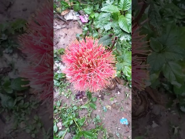 may flower #nature #trebding #foryou #ytshorts #cute #viralshorts