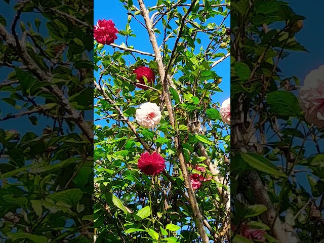 # pretty flowers #colourful flowers #like #flowers #subscribe