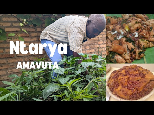 Nasuye umusaza w’imyaka 81 urusha abasore imbaraga 😳 Ntarya amavuta! Ibanga rye riratangaje