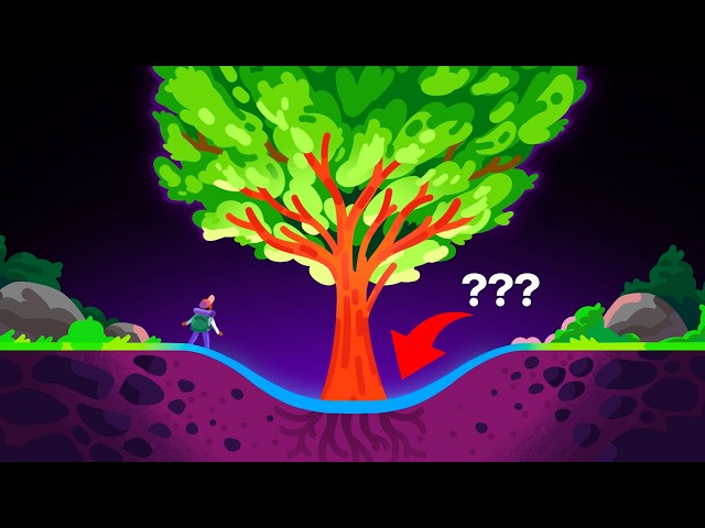 Why Are There No Holes Around Trees?