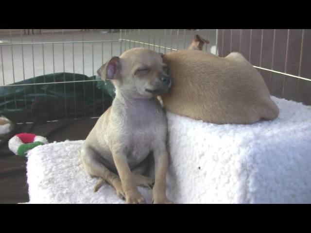 Chihuahua Puppy Tries To Sleep (in HD)
