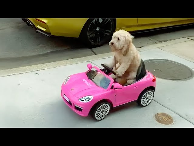 Hilarious Animal Videos to Make You Laugh | Funny Dog & Cat Videos