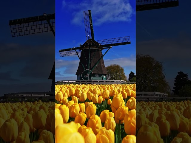 Spring Dream - the Tulips fields of the Netherlands 1hr 4K out now