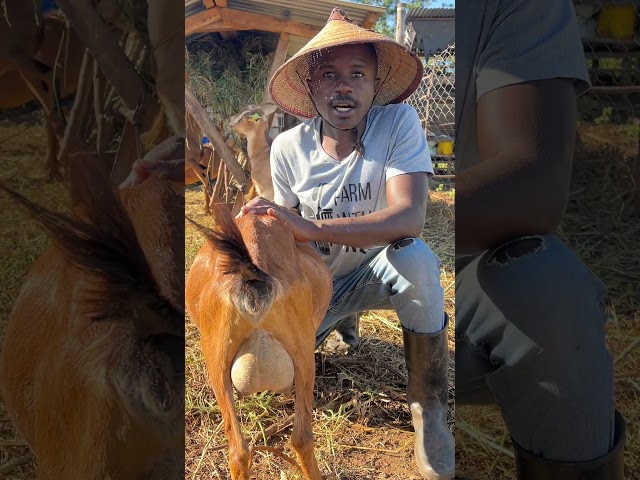 My Alpine goat is kidding soon