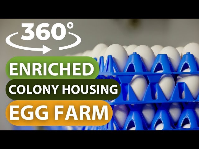 360 Enriched Colony Housing Egg Farm