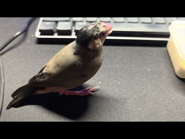 Java finch millet snack (Day 88)