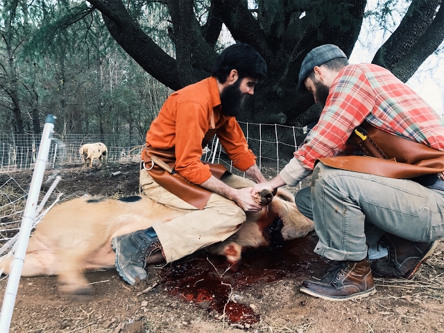 How to Butcher A PIG