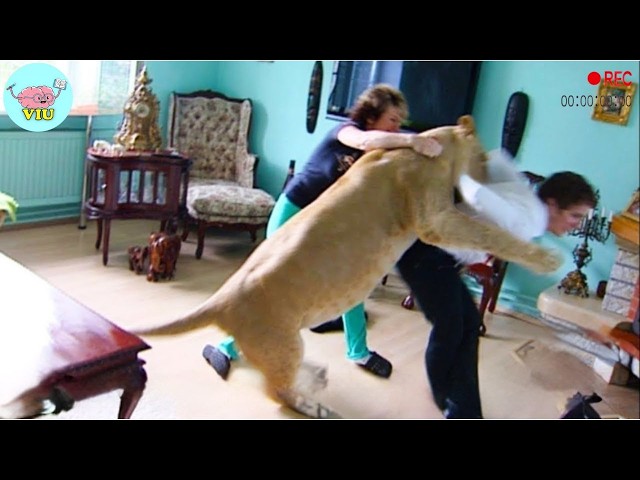 230 MOST TERRIFYING ANIMAL ATTACKS Ever Caught on Camera | Wild Animals Invading People’s Homes.