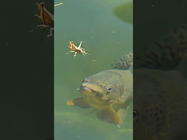 Stop Dead Drifting Your Hopper (Fly Fishing Tip)