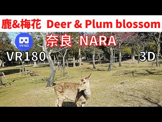 VR180  Japan Nara Deer & Plum blossom 奈良 梅花 & 鹿
