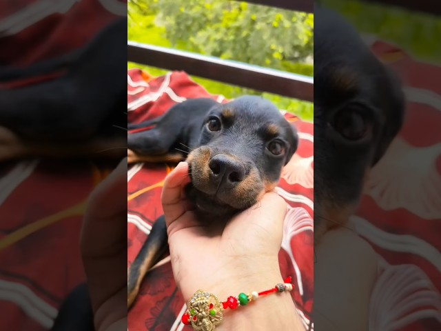 हम दोनों एक दूसरे का साथ नहीं देंगे तो कौन देगा😜#dog#viral#shorts#trending#funny#comedy#fyp#love#fun