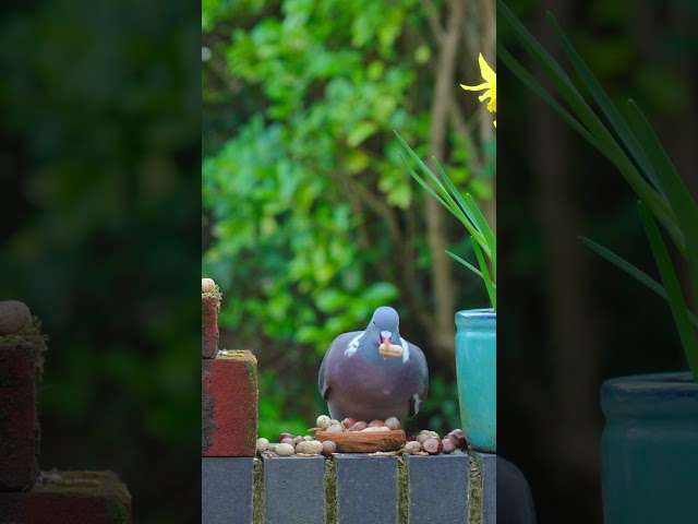 Greedy woodpigeon swallows 5 whole monkey nuts like it's nothing #birds #pigeon  #cattv