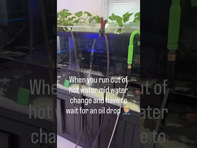 Mid Livestream, mid water change! 🤦🏼‍♂️ #aquarium #aquariumhobby