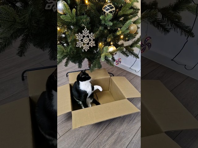 PCBWay gift package unboxing with Cici🐈‍⬛ #cat #funnycats #pcbway