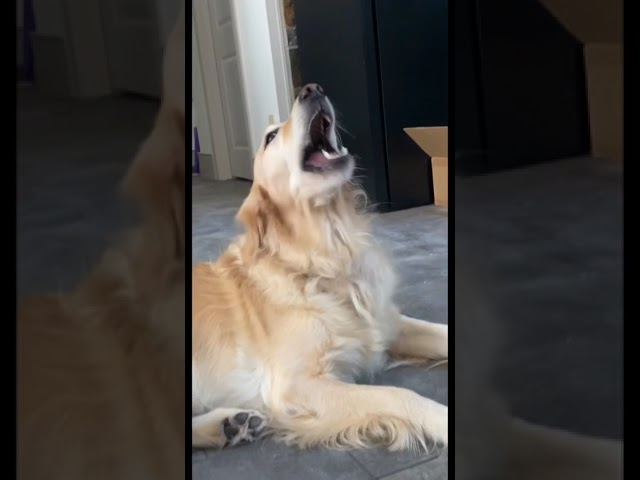 GOLDEN RETRIEVER DOG LOOKS FUNNY WHILE EATING🦮🤣 #shorts