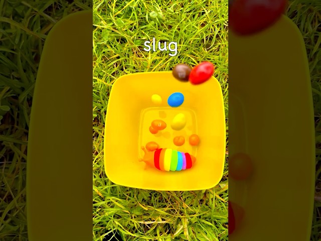 Learn bugs names for babies, toddlers, preschoolers, kids 🐞