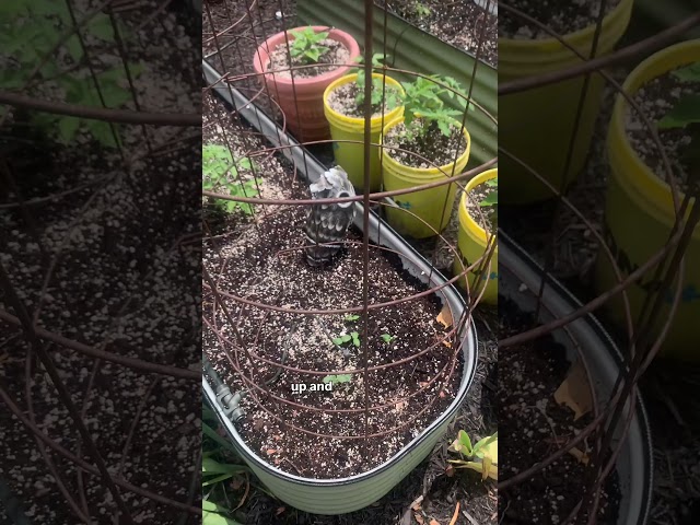 Cucumbers…the perfect crop for beginners!! #gardening #cucumbers