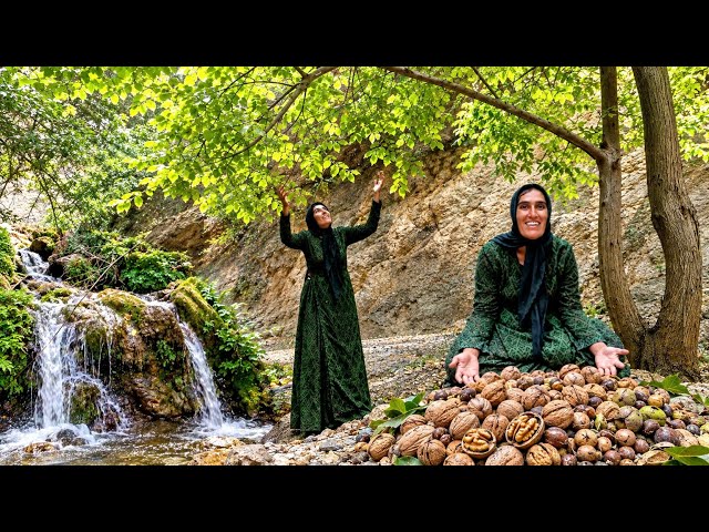 🌿An Exciting Day for Touba: Gathering Walnuts by a Mountain Waterfall ❤️