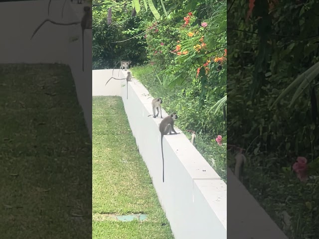 Baboons,  Seacliff