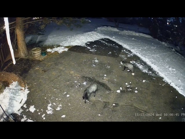 A pair of rare wild silver foxes (AKA black foxes)