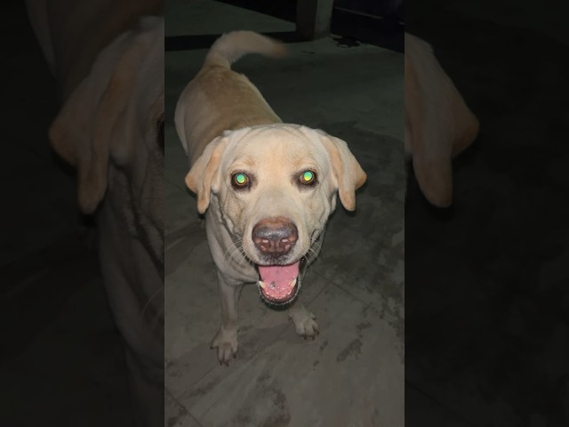 Labrador barking 🫨 #Labrador #viral #sound #barking