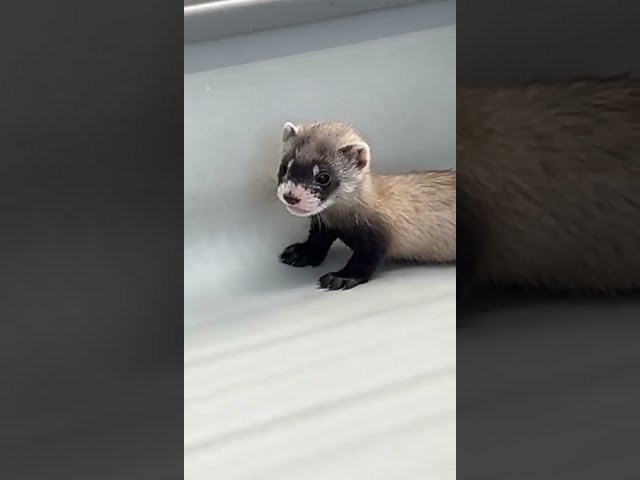 Cutest Jump Scare Ever