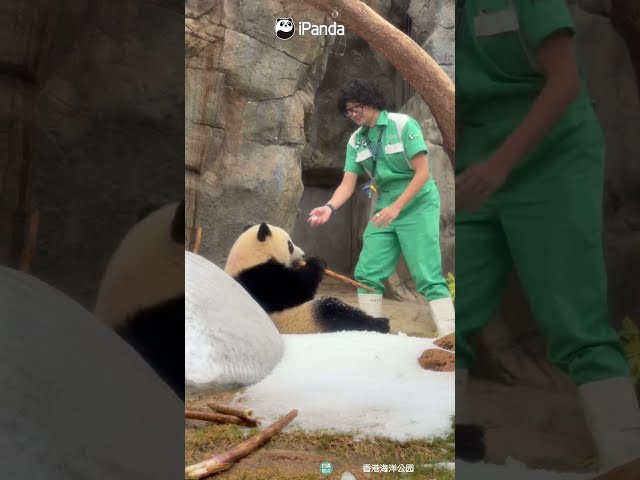 How Does A Panda Beat Late-Summer Heat? | iPanda #shorts #HKPanda