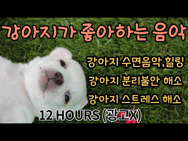 10 HOURS Music for dogs alone, dog separation anxiety music, dog sleep music, dog favorite music,