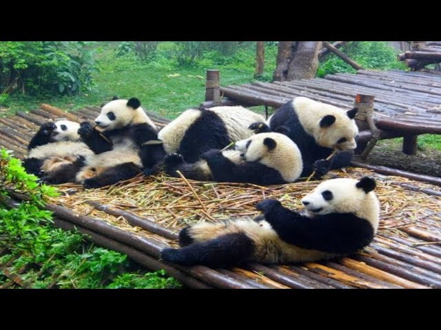 Pandas One Hour Version #001~#006