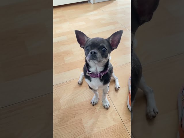 SLEEPY CHIHUAHUA 🐶 sitting so cute and derpy 🐒