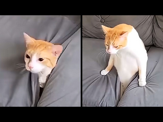 20 Minutes Of The Funniest Cats On The Internet